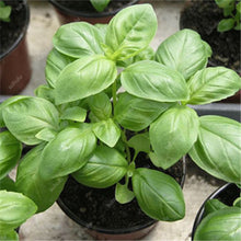 Load image into Gallery viewer, Sale! 100 pcs/bag Large Leaf Basil Bonsai green fresh ocimum vegetable Plants Spices Aromatic Herb Bonsai Garden Plants Flower