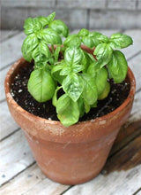 Load image into Gallery viewer, Sale! 100 pcs/bag Large Leaf Basil Bonsai green fresh ocimum vegetable Plants Spices Aromatic Herb Bonsai Garden Plants Flower