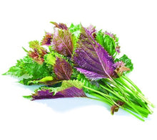 Load image into Gallery viewer, Sale! 100 pcs/bag Large Leaf Basil Bonsai green fresh ocimum vegetable Plants Spices Aromatic Herb Bonsai Garden Plants Flower