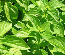 Load image into Gallery viewer, Sale! 100 pcs/bag Large Leaf Basil Bonsai green fresh ocimum vegetable Plants Spices Aromatic Herb Bonsai Garden Plants Flower