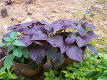 Load image into Gallery viewer, Sale! 100 pcs/bag Large Leaf Basil Bonsai green fresh ocimum vegetable Plants Spices Aromatic Herb Bonsai Garden Plants Flower