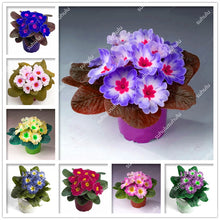 Load image into Gallery viewer, 100 Pcs 100% True Europe Primula Acaulis Bonsai Primrose Indoor Bonsai Flower Plants For Home Garden Planting Tropical Flower