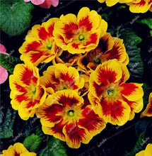 Load image into Gallery viewer, 100 Pcs 100% True Europe Primula Acaulis Bonsai Primrose Indoor Bonsai Flower Plants For Home Garden Planting Tropical Flower