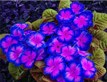 Load image into Gallery viewer, 100 Pcs 100% True Europe Primula Acaulis Bonsai Primrose Indoor Bonsai Flower Plants For Home Garden Planting Tropical Flower
