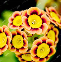 Load image into Gallery viewer, 100 Pcs 100% True Europe Primula Acaulis Bonsai Primrose Indoor Bonsai Flower Plants For Home Garden Planting Tropical Flower