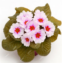 Load image into Gallery viewer, 100 Pcs 100% True Europe Primula Acaulis Bonsai Primrose Indoor Bonsai Flower Plants For Home Garden Planting Tropical Flower