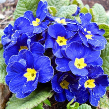Load image into Gallery viewer, 100 Pcs 100% True Europe Primula Acaulis Bonsai Primrose Indoor Bonsai Flower Plants For Home Garden Planting Tropical Flower