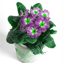 Load image into Gallery viewer, 100 Pcs 100% True Europe Primula Acaulis Bonsai Primrose Indoor Bonsai Flower Plants For Home Garden Planting Tropical Flower