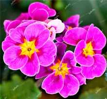 Load image into Gallery viewer, 100 Pcs 100% True Europe Primula Acaulis Bonsai Primrose Indoor Bonsai Flower Plants For Home Garden Planting Tropical Flower