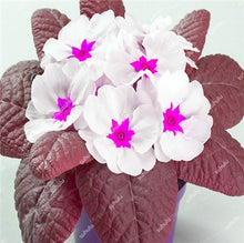 Load image into Gallery viewer, 100 Pcs 100% True Europe Primula Acaulis Bonsai Primrose Indoor Bonsai Flower Plants For Home Garden Planting Tropical Flower