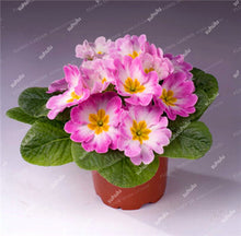 Load image into Gallery viewer, 100 Pcs 100% True Europe Primula Acaulis Bonsai Primrose Indoor Bonsai Flower Plants For Home Garden Planting Tropical Flower