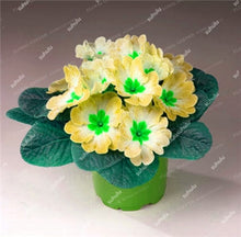 Load image into Gallery viewer, 100 Pcs 100% True Europe Primula Acaulis Bonsai Primrose Indoor Bonsai Flower Plants For Home Garden Planting Tropical Flower