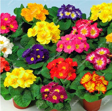Load image into Gallery viewer, 100 Pcs 100% True Europe Primula Acaulis Bonsai Primrose Indoor Bonsai Flower Plants For Home Garden Planting Tropical Flower
