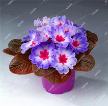 Load image into Gallery viewer, 100 Pcs 100% True Europe Primula Acaulis Bonsai Primrose Indoor Bonsai Flower Plants For Home Garden Planting Tropical Flower