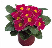 Load image into Gallery viewer, 100 Pcs 100% True Europe Primula Acaulis Bonsai Primrose Indoor Bonsai Flower Plants For Home Garden Planting Tropical Flower