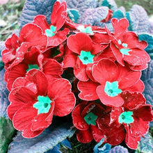 Load image into Gallery viewer, 100 Pcs 100% True Europe Primula Acaulis Bonsai Primrose Indoor Bonsai Flower Plants For Home Garden Planting Tropical Flower