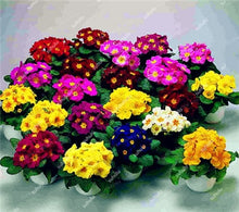 Load image into Gallery viewer, 100 Pcs 100% True Europe Primula Acaulis Bonsai Primrose Indoor Bonsai Flower Plants For Home Garden Planting Tropical Flower