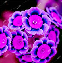 Load image into Gallery viewer, 100 Pcs 100% True Europe Primula Acaulis Bonsai Primrose Indoor Bonsai Flower Plants For Home Garden Planting Tropical Flower