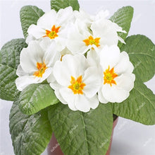 Load image into Gallery viewer, 100 Pcs 100% True Europe Primula Acaulis Bonsai Primrose Indoor Bonsai Flower Plants For Home Garden Planting Tropical Flower