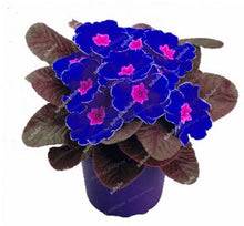 Load image into Gallery viewer, 100 Pcs 100% True Europe Primula Acaulis Bonsai Primrose Indoor Bonsai Flower Plants For Home Garden Planting Tropical Flower