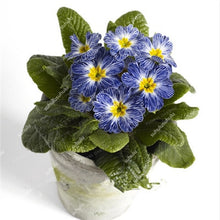 Load image into Gallery viewer, 100 Pcs 100% True Europe Primula Acaulis Bonsai Primrose Indoor Bonsai Flower Plants For Home Garden Planting Tropical Flower