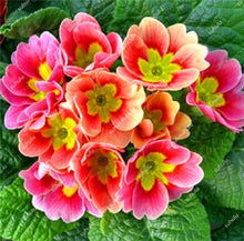 Load image into Gallery viewer, 100 Pcs 100% True Europe Primula Acaulis Bonsai Primrose Indoor Bonsai Flower Plants For Home Garden Planting Tropical Flower