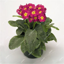 Load image into Gallery viewer, 100 Pcs 100% True Europe Primula Acaulis Bonsai Primrose Indoor Bonsai Flower Plants For Home Garden Planting Tropical Flower