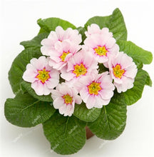 Load image into Gallery viewer, 100 Pcs 100% True Europe Primula Acaulis Bonsai Primrose Indoor Bonsai Flower Plants For Home Garden Planting Tropical Flower