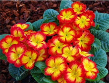 Load image into Gallery viewer, 100 Pcs 100% True Europe Primula Acaulis Bonsai Primrose Indoor Bonsai Flower Plants For Home Garden Planting Tropical Flower