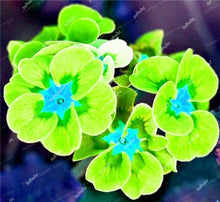 Load image into Gallery viewer, 100 Pcs 100% True Europe Primula Acaulis Bonsai Primrose Indoor Bonsai Flower Plants For Home Garden Planting Tropical Flower