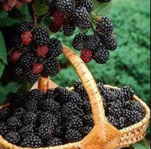 Load image into Gallery viewer, 300pcs Raspberry plants Mixed Colors Super Big Raspberry Fruit plants Rare Wild Strawberry Tree plants Flowers Bonsai For Garden