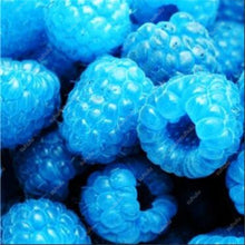 Load image into Gallery viewer, 300pcs Raspberry plants Mixed Colors Super Big Raspberry Fruit plants Rare Wild Strawberry Tree plants Flowers Bonsai For Garden