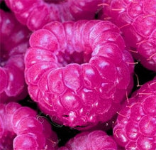 Load image into Gallery viewer, 300pcs Raspberry plants Mixed Colors Super Big Raspberry Fruit plants Rare Wild Strawberry Tree plants Flowers Bonsai For Garden