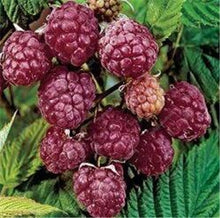Load image into Gallery viewer, 300pcs Raspberry plants Mixed Colors Super Big Raspberry Fruit plants Rare Wild Strawberry Tree plants Flowers Bonsai For Garden