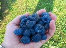 Load image into Gallery viewer, 300pcs Raspberry plants Mixed Colors Super Big Raspberry Fruit plants Rare Wild Strawberry Tree plants Flowers Bonsai For Garden