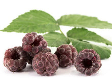 Load image into Gallery viewer, 300pcs Raspberry plants Mixed Colors Super Big Raspberry Fruit plants Rare Wild Strawberry Tree plants Flowers Bonsai For Garden