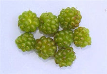 Load image into Gallery viewer, 300pcs Raspberry plants Mixed Colors Super Big Raspberry Fruit plants Rare Wild Strawberry Tree plants Flowers Bonsai For Garden