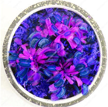 Load image into Gallery viewer, 200 Pcs Carnivorous Garden Potted Flytrap Bonsai plantflower Dionaea Muscipula Giant Clip Venus Flytrap Potted Plant