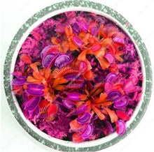 Load image into Gallery viewer, 200 Pcs Carnivorous Garden Potted Flytrap Bonsai plantflower Dionaea Muscipula Giant Clip Venus Flytrap Potted Plant