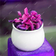 Load image into Gallery viewer, 200 Pcs Carnivorous Garden Potted Flytrap Bonsai plantflower Dionaea Muscipula Giant Clip Venus Flytrap Potted Plant