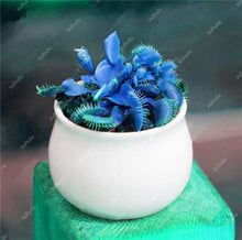Load image into Gallery viewer, 200 Pcs Carnivorous Garden Potted Flytrap Bonsai plantflower Dionaea Muscipula Giant Clip Venus Flytrap Potted Plant