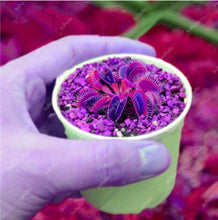 Load image into Gallery viewer, 200 Pcs Carnivorous Garden Potted Flytrap Bonsai plantflower Dionaea Muscipula Giant Clip Venus Flytrap Potted Plant