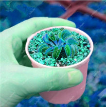 Load image into Gallery viewer, 200 Pcs Carnivorous Garden Potted Flytrap Bonsai plantflower Dionaea Muscipula Giant Clip Venus Flytrap Potted Plant
