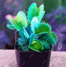 Load image into Gallery viewer, 200 Pcs Carnivorous Garden Potted Flytrap Bonsai plantflower Dionaea Muscipula Giant Clip Venus Flytrap Potted Plant