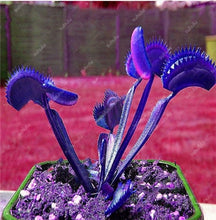 Load image into Gallery viewer, 200 Pcs Carnivorous Garden Potted Flytrap Bonsai plantflower Dionaea Muscipula Giant Clip Venus Flytrap Potted Plant