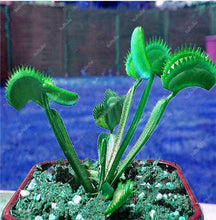 Load image into Gallery viewer, 200 Pcs Carnivorous Garden Potted Flytrap Bonsai plantflower Dionaea Muscipula Giant Clip Venus Flytrap Potted Plant