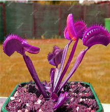 Load image into Gallery viewer, 200 Pcs Carnivorous Garden Potted Flytrap Bonsai plantflower Dionaea Muscipula Giant Clip Venus Flytrap Potted Plant