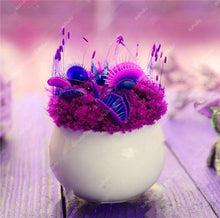 Load image into Gallery viewer, 200 Pcs Carnivorous Garden Potted Flytrap Bonsai plantflower Dionaea Muscipula Giant Clip Venus Flytrap Potted Plant