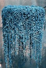 Load image into Gallery viewer, Sale! 200 Pcs Blue Pearl Chlorophytum Bonsai Office Desktop Flowers Succulents Anti-Radiation Computer Potted Plants Purify Air