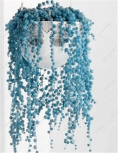 Load image into Gallery viewer, Sale! 200 Pcs Blue Pearl Chlorophytum Bonsai Office Desktop Flowers Succulents Anti-Radiation Computer Potted Plants Purify Air